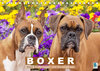 Boxer: Kulleraugen und Knubbelnase (Tischkalender 2022 DIN A5 quer) width=