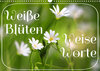 Buchcover Weiße Blüten, weise Worte (Wandkalender 2022 DIN A3 quer)