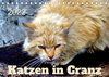 Buchcover Katzen in Cranz (Tischkalender 2022 DIN A5 quer)