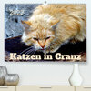 Buchcover Katzen in Cranz (Premium, hochwertiger DIN A2 Wandkalender 2022, Kunstdruck in Hochglanz)