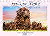 Buchcover Neufundländer - Bilder aus der Kinderstube (Wandkalender 2022 DIN A4 quer)