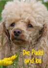 Buchcover Die Pudel sind los (Wandkalender 2023 DIN A2 hoch)