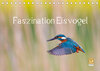 Buchcover Faszination Eisvogel (Tischkalender 2023 DIN A5 quer)