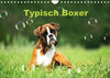 Buchcover Typisch Boxer (Wandkalender 2023 DIN A4 quer)