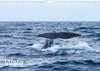 Buchcover Wale (Wandkalender 2023 DIN A4 quer)