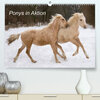 Buchcover Ponys in Aktion (Premium, hochwertiger DIN A2 Wandkalender 2023, Kunstdruck in Hochglanz)