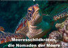Buchcover Meeresschildkröten, die Nomaden der Meere (Wandkalender 2023 DIN A2 quer)