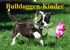 Buchcover Bulldoggen-Kinder (Wandkalender 2023 DIN A3 quer)