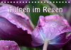Buchcover Tulpen im Regen (Tischkalender 2023 DIN A5 quer)