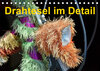 Buchcover Drahtesel im Detail (Tischkalender 2023 DIN A5 quer)