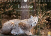 Buchcover Luchse - Europas größte Katzen (Wandkalender 2023 DIN A4 quer)