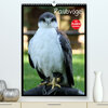 Buchcover Raubvögel (Premium, hochwertiger DIN A2 Wandkalender 2023, Kunstdruck in Hochglanz)
