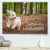 Buchcover Havaneser - Herz aus Gold (Premium, hochwertiger DIN A2 Wandkalender 2023, Kunstdruck in Hochglanz)
