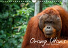 Buchcover Orang Utans von Borneo Tierkalender 2023 (Wandkalender 2023 DIN A4 quer)