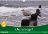 Buchcover Ostseevögel (Wandkalender 2023 DIN A4 quer)