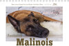 Buchcover Faszination Malinois (Tischkalender 2023 DIN A5 quer)