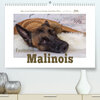 Buchcover Faszination Malinois (Premium, hochwertiger DIN A2 Wandkalender 2023, Kunstdruck in Hochglanz)