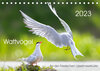 Buchcover Wattvögel an der Friesischen IJsselmeerküste (Tischkalender 2023 DIN A5 quer)