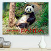 Buchcover Niedlicher Panda (Premium, hochwertiger DIN A2 Wandkalender 2023, Kunstdruck in Hochglanz)