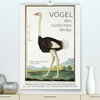 Buchcover Vögel des südlichen Afrika (Premium, hochwertiger DIN A2 Wandkalender 2023, Kunstdruck in Hochglanz)