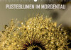 Buchcover Pusteblumen im Morgentau (Wandkalender 2023 DIN A3 quer)