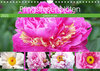 Buchcover Pfingstrosenblüten (Wandkalender 2023 DIN A4 quer)