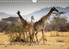 Buchcover Serengeti - auf den Spuren eines Zoologen (Wandkalender 2023 DIN A4 quer)