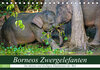 Buchcover Borneos Zwergelefanten (Tischkalender 2023 DIN A5 quer)