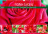 Buchcover Roter Glanz Blütenpracht (Wandkalender 2023 DIN A3 quer)