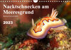 Buchcover Nacktschnecken am Meeresgrund (Wandkalender 2023 DIN A4 quer)