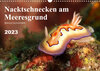 Buchcover Nacktschnecken am Meeresgrund (Wandkalender 2023 DIN A3 quer)