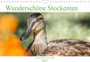 Buchcover Wunderschöne Stockenten - Europäische Wasservögel (Wandkalender 2023 DIN A4 quer)