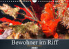 Buchcover Bewohner im Riff (Wandkalender 2023 DIN A4 quer)