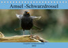 Buchcover Amsel - Schwarzdrossel fotografiert von Ostfriesenfotografie (Tischkalender 2023 DIN A5 quer)