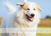 Buchcover Pyrenäenberghunde (Wandkalender 2023 DIN A4 quer)