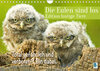 Buchcover Die Eulen sind los: Edition lustige Tiere (Wandkalender 2023 DIN A4 quer)