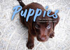 Buchcover Puppies - Die niedlichsten Vierbeiner der Welt. (Wandkalender 2023 DIN A4 quer)