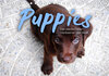Buchcover Puppies - Die niedlichsten Vierbeiner der Welt. (Tischkalender 2023 DIN A5 quer)