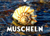 Buchcover Muscheln - Wahre Schätze (Wandkalender 2023 DIN A4 quer)