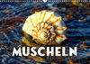 Buchcover Muscheln - Wahre Schätze (Wandkalender 2023 DIN A3 quer)