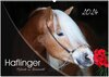 Buchcover Haflinger-Pferde in Reinzucht (Wandkalender 2024 DIN A2 quer), CALVENDO Monatskalender