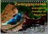Buchcover Zwerggarnelen - gepanzerte Juwelen im Aquarium (Tischkalender 2024 DIN A5 quer), CALVENDO Monatskalender