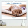 Buchcover Mini Goldendoodle - Glück ist ein Hund (hochwertiger Premium Wandkalender 2024 DIN A2 quer), Kunstdruck in Hochglanz