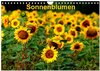 Buchcover Sonnenblumen (Wandkalender 2024 DIN A4 quer), CALVENDO Monatskalender