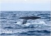 Buchcover Wale (Wandkalender 2024 DIN A3 quer), CALVENDO Monatskalender