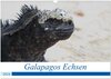 Buchcover Galapagos Echsen (Wandkalender 2024 DIN A3 quer), CALVENDO Monatskalender