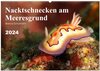 Buchcover Nacktschnecken am Meeresgrund (Wandkalender 2024 DIN A2 quer), CALVENDO Monatskalender
