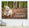 Buchcover Havaneser - Herz aus Gold (hochwertiger Premium Wandkalender 2024 DIN A2 quer), Kunstdruck in Hochglanz