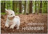 Buchcover Havaneser - Herz aus Gold (Tischkalender 2024 DIN A5 quer), CALVENDO Monatskalender