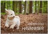 Buchcover Havaneser - Herz aus Gold (Wandkalender 2024 DIN A3 quer), CALVENDO Monatskalender
